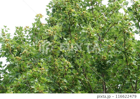 タイワンフウの果実・2024年㋆ タイワンフウの果実・2024年㋆ 116622479