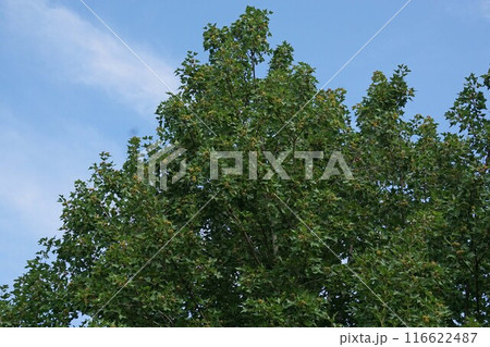 タイワンフウの果実・2024年㋆　 116622487