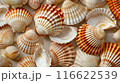 Summer time concept with sea shells and starfish background texture top view. Natural seashells pattern summer design 116622539