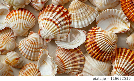 Summer time concept with sea shells and starfish background texture top view. Natural seashells pattern summer design Summer time concept with sea shells and starfish background texture top view. Natural seashells pattern summer design 116622539