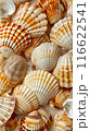 Summer time concept with sea shells and starfish background texture top view. Natural seashells pattern summer design 116622541
