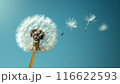 Banner Dandelion on light blue background copy space. Minimalism spring background. Dandelion seeds flying in the blue sky. Useful for spring themes or serenity, joy, freshness concepts. Space for 116622593