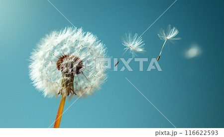 Banner Dandelion on light blue background copy space. Minimalism spring background. Dandelion seeds flying in the blue sky. Useful for spring themes or serenity, joy, freshness concepts. Space for Banner Dandelion on light blue background copy space. Minimalism spring background. Dandelion seeds flying in the blue sky. Useful for spring themes or serenity, joy, freshness concepts. Space for 116622593