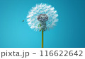 Dandelion on light blue background copy space. Minimalism spring background. Dandelion seeds flying in the blue sky. Useful for spring themes or serenity, joy, freshness concepts. Space for copy. 116622642