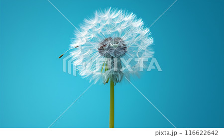 Dandelion on light blue background copy space. Minimalism spring background. Dandelion seeds flying in the blue sky. Useful for spring themes or serenity, joy, freshness concepts. Space for copy. 116622642