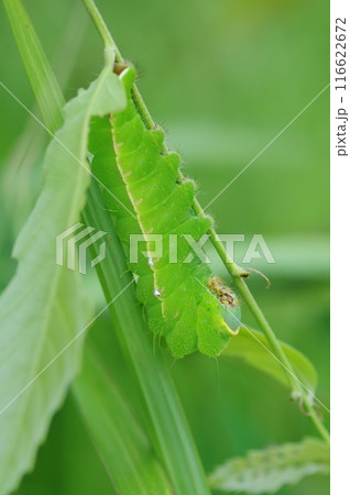 天蚕(ヤママユガ)の幼虫 天蚕(ヤママユガ)の幼虫 116622672