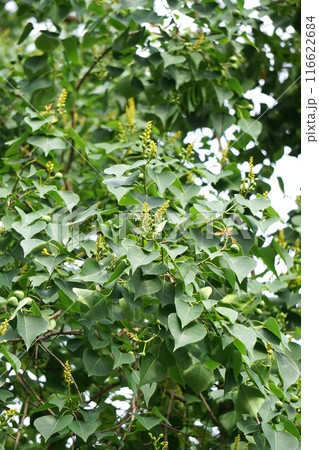 ナンキンハゼの花と出来たばかりの果実・2024年㋆ ナンキンハゼの花と出来たばかりの果実・2024年㋆ 116622684