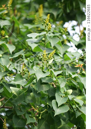 ナンキンハゼの花と出来たばかりの果実・2024年㋆ ナンキンハゼの花と出来たばかりの果実・2024年㋆ 116622685