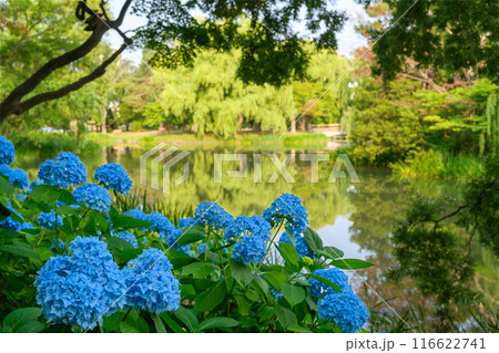 紫陽花(夏の中島公園)_5444-45 紫陽花(夏の中島公園)_5444-45 116622741