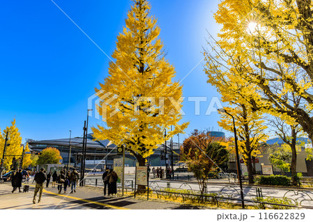 東京　渋谷区　千駄ケ谷駅前の紅葉 116622829