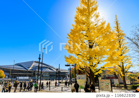東京 渋谷区 千駄ケ谷駅前の紅葉 東京 渋谷区 千駄ケ谷駅前の紅葉 116622830
