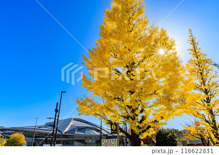 東京　渋谷区　千駄ケ谷駅前の紅葉 116622831