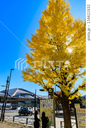 東京 渋谷区 千駄ケ谷駅前の紅葉 東京 渋谷区 千駄ケ谷駅前の紅葉 116622832