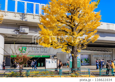 東京　渋谷区　千駄ケ谷駅前の紅葉 116622834