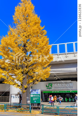 東京 渋谷区 千駄ケ谷駅前の紅葉 東京 渋谷区 千駄ケ谷駅前の紅葉 116622836