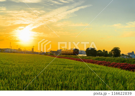 秋の夕暮れに映える鉄道と彼岸花　JR九州・久大本線（うきは市吉井町） 116622839