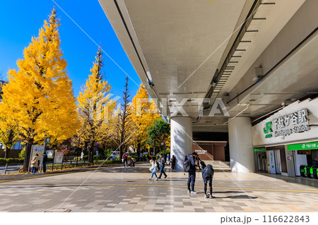 東京　渋谷区　千駄ケ谷駅前の紅葉 116622843