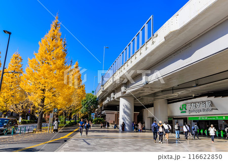 東京　渋谷区　千駄ケ谷駅前の紅葉 116622850