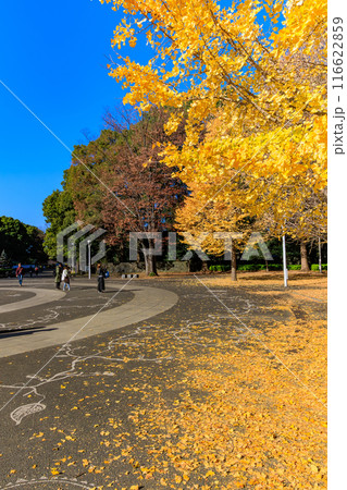東京 渋谷区 代々木公園の紅葉 東京 渋谷区 代々木公園の紅葉 116622859