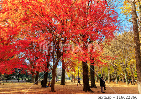 東京　渋谷区　代々木公園の紅葉 116622866
