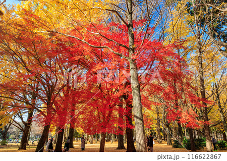 東京 渋谷区 代々木公園の紅葉 東京 渋谷区 代々木公園の紅葉 116622867