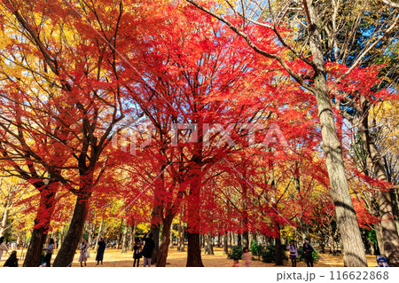 東京 渋谷区 代々木公園の紅葉 東京 渋谷区 代々木公園の紅葉 116622868