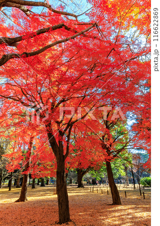 東京 渋谷区 代々木公園の紅葉 東京 渋谷区 代々木公園の紅葉 116622869