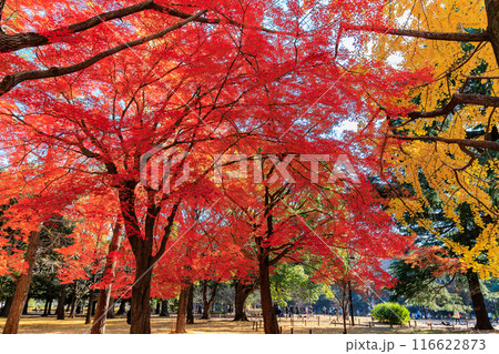 東京 渋谷区 代々木公園の紅葉 東京 渋谷区 代々木公園の紅葉 116622873