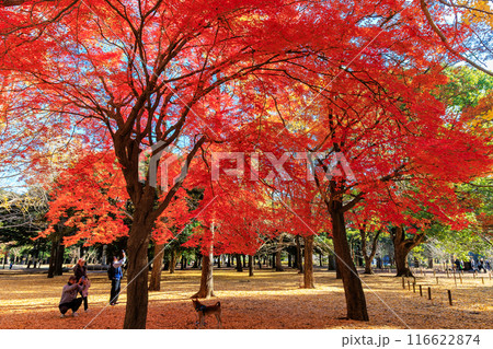 東京 渋谷区 代々木公園の紅葉 東京 渋谷区 代々木公園の紅葉 116622874