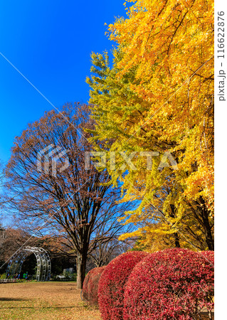東京　渋谷区　代々木公園の紅葉 116622876