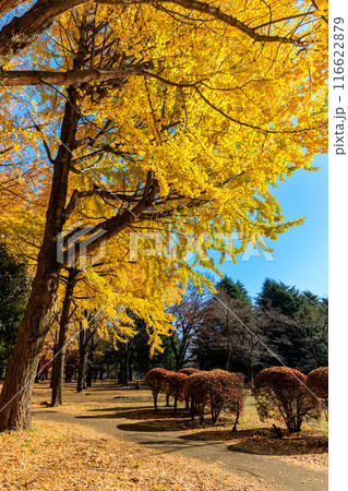 東京 渋谷区 代々木公園の紅葉 東京 渋谷区 代々木公園の紅葉 116622879