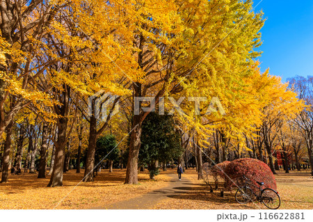 東京　渋谷区　代々木公園の紅葉 116622881
