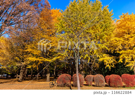 東京　渋谷区　代々木公園の紅葉 116622884
