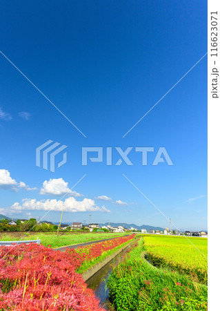 秋麗のお天気を背景に田園に映える彼岸花 JR九州・久大本線(うきは市吉井町) 秋麗のお天気を背景に田園に映える彼岸花 JR九州・久大本線(うきは市吉井町) 116623071