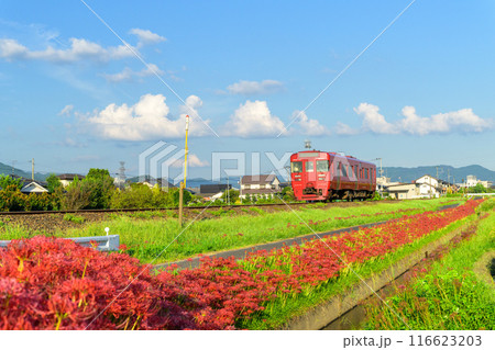 秋麗のお天気を背景に田園に映える列車と彼岸花 JR九州・久大本線(うきは市吉井町) 秋麗のお天気を背景に田園に映える列車と彼岸花 JR九州・久大本線(うきは市吉井町) 116623203