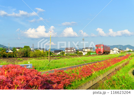 秋麗のお天気を背景に田園に映える列車と彼岸花　JR九州・久大本線（うきは市吉井町） 116623204