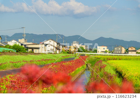 秋麗のお天気を背景にSWEET TRAIN『或る列車』と彼岸花　JR九州・久大本線（うきは市吉井町） 116623234