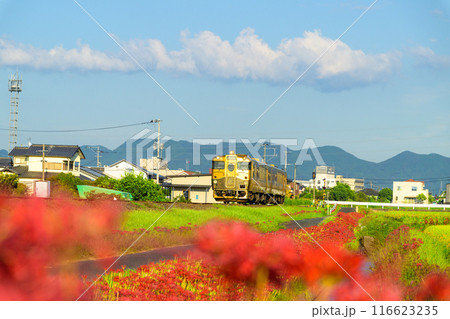 秋麗のお天気を背景にSWEET TRAIN『或る列車』と彼岸花 JR九州・久大本線(うきは市吉井町) 秋麗のお天気を背景にSWEET TRAIN『或る列車』と彼岸花 JR九州・久大本線(うきは市吉井町) 116623235