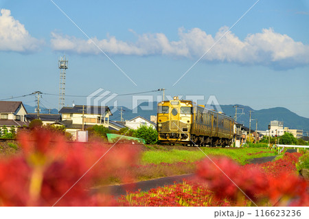 秋麗のお天気を背景にSWEET TRAIN『或る列車』と彼岸花　JR九州・久大本線（うきは市吉井町） 116623236
