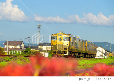 秋麗のお天気を背景にSWEET TRAIN『或る列車』と彼岸花　JR九州・久大本線（うきは市吉井町） 116623237