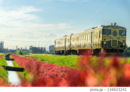 秋麗のお天気を背景にSWEET TRAIN『或る列車』と彼岸花　JR九州・久大本線（うきは市吉井町） 116623241