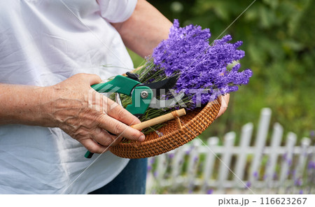 Women's hands cut lavender 116623267