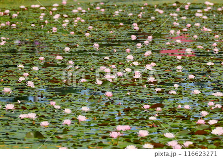 新潟県南魚沼市小栗山　上の原公園のお松の池　水面を埋め尽くす睡蓮の群生 116623271
