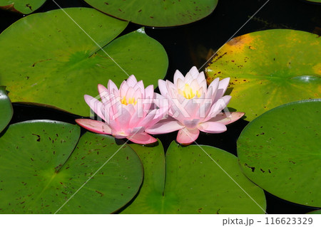 新潟県南魚沼市小栗山　上の原公園のお松の池　水面を埋め尽くす睡蓮のクローズアップ 116623329