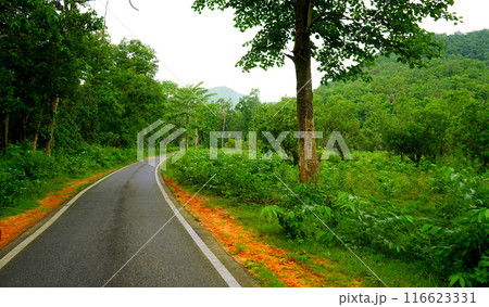 The Road in Dense Green forest of Daringbadi in Odisha The Road in Dense Green forest of Daringbadi in Odisha 116623331