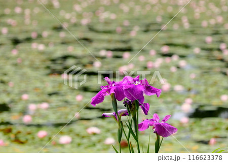 新潟県南魚沼市小栗山　上の原公園のお松の池　水面を埋め尽くす睡蓮の群生と花菖蒲の景色 116623378