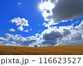 美瑛の麦と空と太陽と 116623527