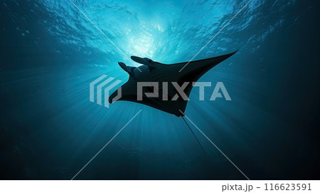 Manta ray silhouette. Generative AI Manta ray silhouette. Generative AI 116623591