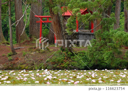 新潟県南魚沼市小栗山 上の原公園のお松の池 朱色の鳥居が映える弁天島の弁天社と水面を埋め尽くす睡蓮 新潟県南魚沼市小栗山 上の原公園のお松の池 朱色の鳥居が映える弁天島の弁天社と水面を埋め尽くす睡蓮 116623754