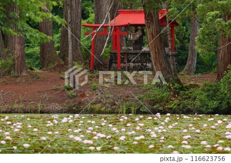 新潟県南魚沼市小栗山 上の原公園のお松の池 朱色の鳥居が映える弁天島の弁天社と水面を埋め尽くす睡蓮 新潟県南魚沼市小栗山 上の原公園のお松の池 朱色の鳥居が映える弁天島の弁天社と水面を埋め尽くす睡蓮 116623756